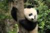 chengduchiny_small.jpg